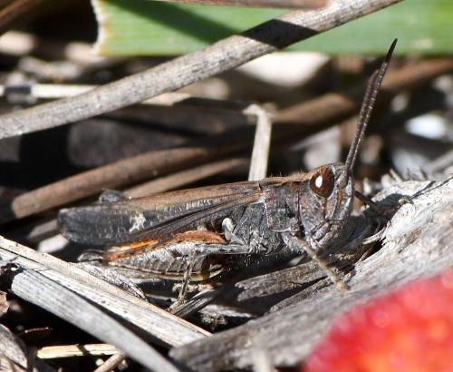 Réf. 245 146 : Omocestus raymondi raymondi
